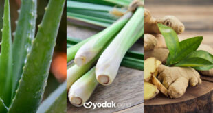 9 tanaman obat keluarga