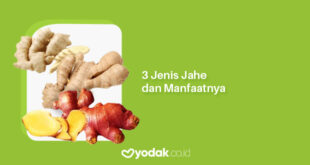 jenis jahe dan manfaatnya